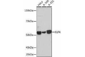 Western blot analysis of extracts of various cell lines, using KLF4 Rabbit mAb (ABIN7268157) at 1:1000 dilution. (KLF4 antibody)