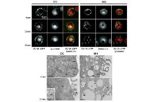 Immuno-microscopy of Rabbit anti-GFP antibody. (GFP antibody  (AA 246))