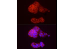 Immunofluorescence analysis of HepG2 cells using /GSNOR Rabbit pAb (ABIN6131172, ABIN6136579, ABIN6136580 and ABIN6217464) at dilution of 1:50 (40x lens). (ADH5 antibody  (AA 1-374))