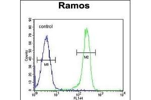 PDE4B Antibody (Center) (ABIN655630 and ABIN2845109) flow cytometric analysis of Ramos cells (right histogram) compared to a negative control cell (left histogram). (PDE4B antibody  (AA 189-217))