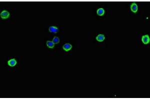 Immunofluorescent analysis of HepG2 cells using ABIN7151671 at dilution of 1:100 and Alexa Fluor 488-congugated AffiniPure Goat Anti-Rabbit IgG(H+L) (NFE2L1 antibody  (AA 251-550))