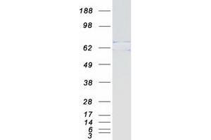 Validation with Western Blot (MTA3 Protein (Myc-DYKDDDDK Tag))