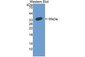 Figure. (RCN2 antibody  (AA 26-301))