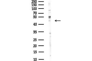 Western blot analysis of lysates from Hela cells(heat-shock,45 min treatment), using WDR73 Antibody at 1/1000 dilution.