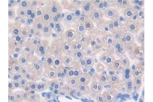 DAB staining on IHC-P; Samples: Mouse Liver Tissue (CNTNAP1 antibody  (AA 673-918))
