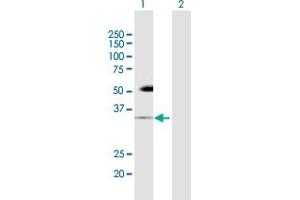 Western Blot analysis of PDCD1 expression in transfected 293T cell line by PDCD1 MaxPab polyclonal antibody. (PD-1 antibody  (AA 1-288))