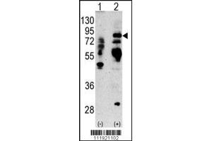 Western blot analysis of anti-LTF Antibody Pab in 293 cell line lysates transiently transfected with the LTF gene (2ug/lane). (Lactoferrin antibody  (AA 219-248))