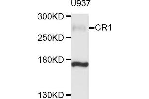 Western blot analysis of extracts of U937 cells, using CR1 antibody. (CD35 antibody)