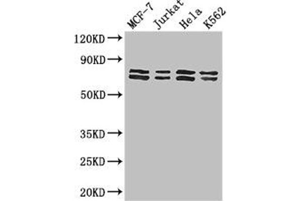 TRIM25 antibody  (AA 81-272)