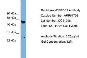 WB Suggested Anti-DEPDC7  Antibody Titration: 0. (DEPDC7 antibody  (N-Term))