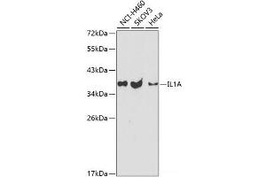 Western blot analysis of extracts of various cell lines using IL1A Polyclonal Antibody at dilution of 1:1000. (IL1A antibody)