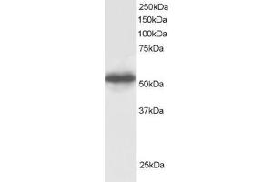 Western Blotting (WB) image for anti-G Protein Pathway Suppressor 1 (GPS1) (C-Term) antibody (ABIN2465783) (GPS1 antibody  (C-Term))