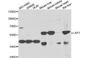 Western blot analysis of extracts of various cell lines, using LAP3 antibody (ABIN5975480) at 1/1000 dilution. (LAP3 antibody)