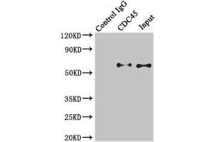 Immunoprecipitating CDC45 in K562 whole cell lysate Lane 1: Rabbit control IgG instead of (1 μg) instead of ABIN7147286 in K562 whole cell lysate. (CDC45 antibody  (AA 1-270))