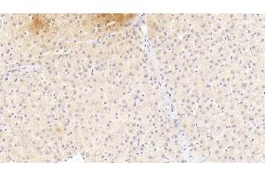 Detection of a1AGP in Human Liver Tissue using Monoclonal Antibody to Alpha-1-Acid Glycoprotein (a1AGP) (ORM1 antibody  (AA 19-201))