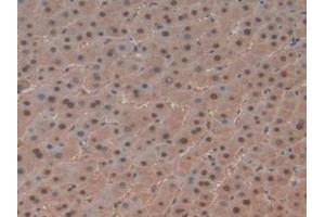 IHC-P analysis of Human Liver Tissue, with DAB staining. (PTF1A antibody  (AA 177-328))