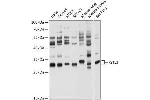 Western blot analysis of extracts of various cell lines, using FSTL3 antibody (ABIN6132033, ABIN6140787, ABIN6140788 and ABIN6214472) at 1:1000 dilution. (FSTL3 antibody  (AA 27-263))