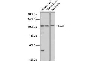 Western blot analysis of extracts of various cell lines, using LEO1 antibody (ABIN6133790, ABIN6143141 and ABIN7101832) at 1:1000 dilution. (LEO1 antibody)