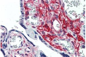Anti-GLG1 antibody  ABIN960781 IHC staining of human placenta. (GLG1 antibody  (Internal Region))