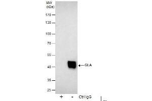 IP Image Immunoprecipitation of GLA protein from 293T whole cell extracts using 5 μg of Galactosidase alpha antibody [N1C2], Western blot analysis was performed using Galactosidase alpha antibody [N1C2], EasyBlot anti-Rabbit IgG  was used as a secondary reagent. (GLA antibody)
