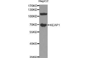 Western blot analysis of extracts of HepG2 cells, using KEAP1 antibody (ABIN5998064) at 1/1000 dilution. (KEAP1 antibody)