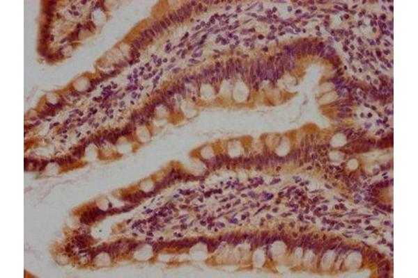 VPS36 antibody  (AA 87-105)
