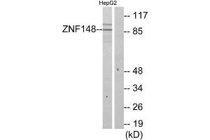 Western Blotting (WB) image for anti-Zinc Finger Protein 148 (ZNF148) (N-Term) antibody (ABIN1850101) (ZNF148 antibody  (N-Term))