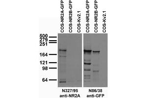 GST-pulldown experiments on adult rat hippocampus and cortex lysates using empty-GST or GST fused to the C-terminus of TSPAN5 (GST-Ct).