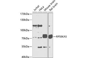 Western blot analysis of extracts of various cell lines, using RPS6K Antibody (699) at 1:1000 dilution. (MSK1 antibody  (AA 700-800))