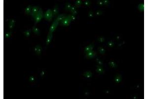 Immunofluorescence (IF) image for anti-X-Prolyl Aminopeptidase (Aminopeptidase P) 3, Putative (XPNPEP3) antibody (ABIN1501765)