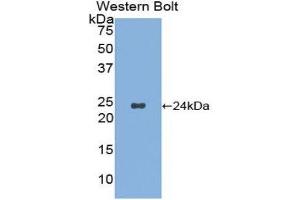 Western Blotting (WB) image for anti-Noggin (NOG) (AA 27-223) antibody (ABIN1175545)
