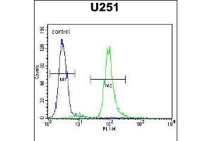 Flow cytometric analysis of U251 cells (right histogram) compared to a negative control cell (left histogram). (Vitrin antibody  (C-Term))