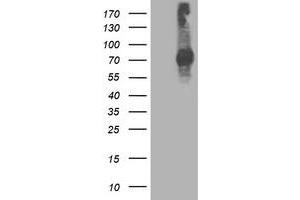Image no. 2 for anti-Signal Transducer and Activator of Transcription 4 (STAT4) antibody (ABIN1501175) (STAT4 antibody)