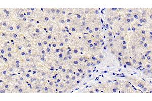 Detection of FGL1 in Human Liver Tissue using Monoclonal Antibody to Fibrinogen Like Protein 1 (FGL1) (FGL1 antibody  (AA 23-312))
