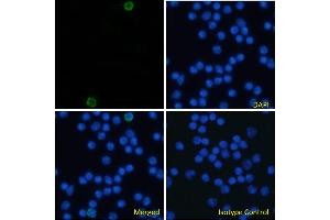Immunofluorescence staining of fixed mouse splenocytes with anti-CD105 antibody MJ7/18. (Recombinant Endoglin antibody)