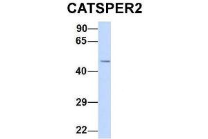 Host:  Rabbit  Target Name:  CATSPER2  Sample Type:  Human 293T  Antibody Dilution:  1. (CATSPER2 antibody  (N-Term))