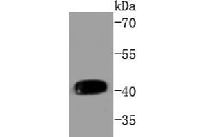 Daudi cell lysates, probed with MEK1(T292) (3F10 ) Monoclonal Antibody  at 1:1000 overnight at 4˚C. (MEK1 antibody  (pThr292))