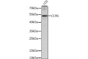Western blot analysis of extracts of LO2 cells, using CCR6 antibody (ABIN7266308) at 1:1000 dilution. (CCR6 antibody  (C-Term))