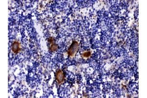 PF4 was detected in paraffin-embedded sections of mouse spleen tissues using rabbit anti- PF4 Antigen Affinity purified polyclonal antibody (Catalog # ) at 1 µg/mL. (PF4 antibody  (AA 30-105))