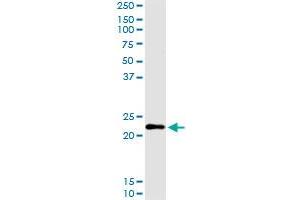 Immunoprecipitation of CGB transfected lysate using anti-CGB MaxPab rabbit polyclonal antibody and Protein A Magnetic Bead , and immunoblotted with CGB purified MaxPab mouse polyclonal antibody (B01P) . (CGB antibody  (AA 1-165))