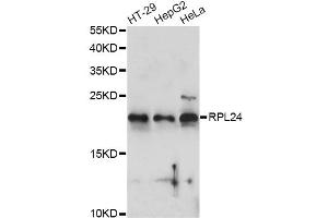 Western blot analysis of extracts of various cell lines, using RPL24 antibody (ABIN6290878) at 1:1000 dilution.