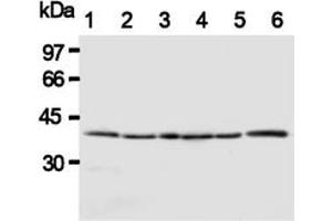 Western Blotting (WB) image for anti-HtrA Serine Peptidase 2 (HTRA2) antibody (ABIN1107619) (HTRA2 antibody)