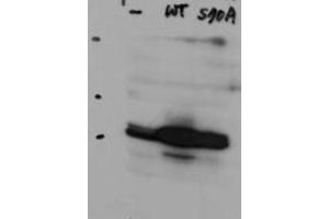 NYS48/HAUS8 antibody  (Internal Region)