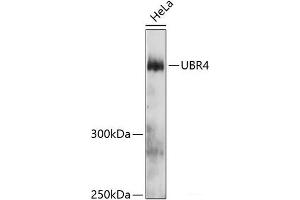 Western blot analysis of extracts of HeLa cells using UBR4 Polyclonal Antibody at dilution of 1:3000. (UBR4 antibody)