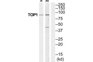 Western Blotting (WB) image for anti-Topoisomerase (DNA) I (TOP1) (Internal Region) antibody (ABIN1852629) (Topoisomerase I antibody  (Internal Region))