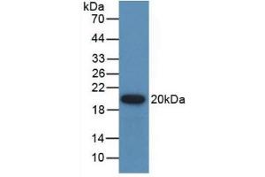 Detection of Recombinant GREM1, Human using Polyclonal Antibody to Gremlin 1 (GREM1) (GREM1 antibody  (AA 26-184))