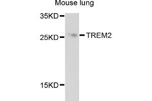 Western blot analysis of extracts of mouse lung, using TREM2 antibody (ABIN5999094) at 1/1000 dilution. (TREM2 antibody)