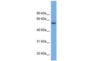 Image no. 1 for anti-Nemo-Like Kinase (NLK) (AA 431-480) antibody (ABIN6745669) (Nemo-Like Kinase antibody  (AA 431-480))