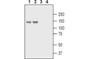 Western blot analysis of rat stomach lysate (lanes 1 and 3) and rat lung membranes (lanes 2 and 4): - 1,2.