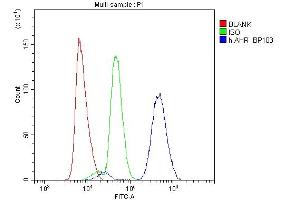 anti-Aryl Hydrocarbon Receptor (AHR) antibody